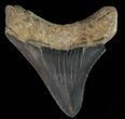 Serrated, Juvenile Megalodon Tooth #70574-1